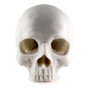 Royal Flesh Skull
